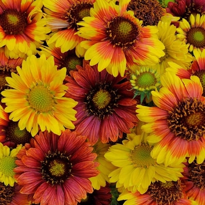 Picture of Gaillardia - Mesa Mixed F1
